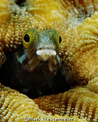 Peering Out - Image taken in Bonaire with a Nikon D100, 1... by Mark Westermeier 